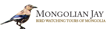 Mongolian Jay